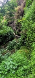 Plants: image 105 Of 208 Thumb